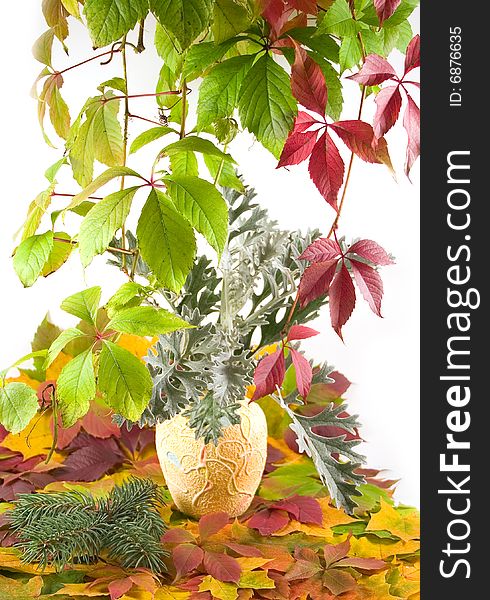 Autumn bouquet in yellow ceramic vase with background from beautiful leaves of wild grapes and maple on white background. Autumn bouquet in yellow ceramic vase with background from beautiful leaves of wild grapes and maple on white background