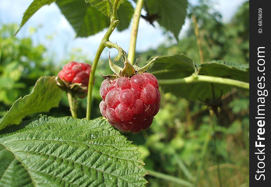 Macro photo of fresh raspberry