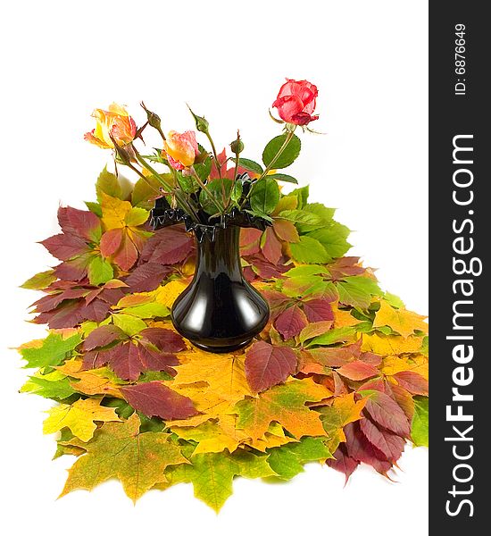 Autumn roses yellow and red black vase with beautiful maple leaves on white background. Autumn roses yellow and red black vase with beautiful maple leaves on white background