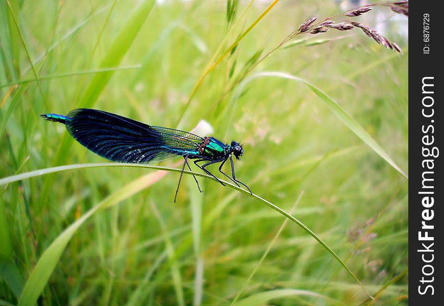 Dragonfly On A Grass Stalk