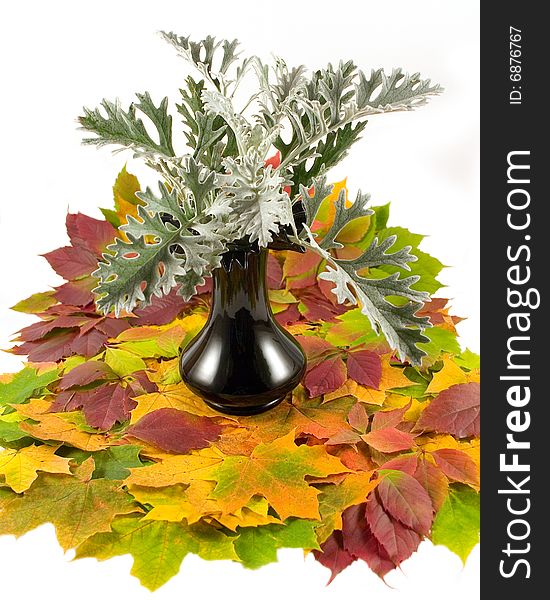 Flower Silver Dast on carpet from beautiful autumn leaves in black vase on white background. Flower Silver Dast on carpet from beautiful autumn leaves in black vase on white background
