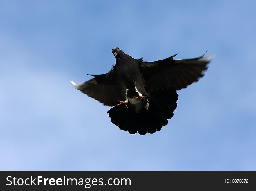Black Pigeon In The Flight.