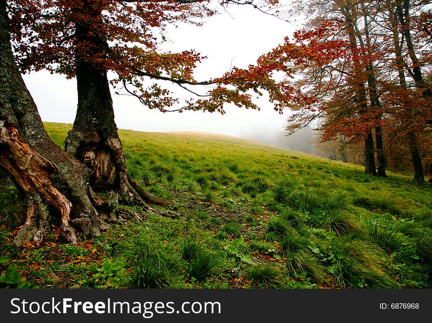 An image of misty forest. Autumn theme. An image of misty forest. Autumn theme.