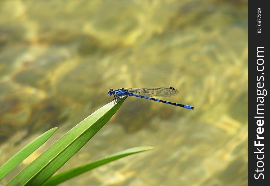 The beautiful dark blue dragonfly sits on leaves above a water smooth surface and is heated under solar beams. The beautiful dark blue dragonfly sits on leaves above a water smooth surface and is heated under solar beams