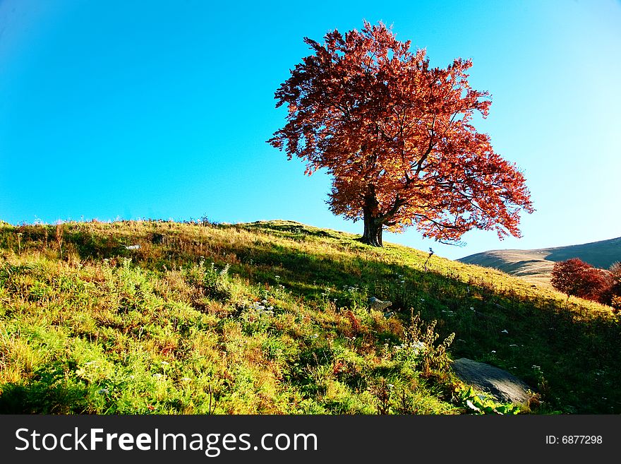 An image of red autumn tree on a hill