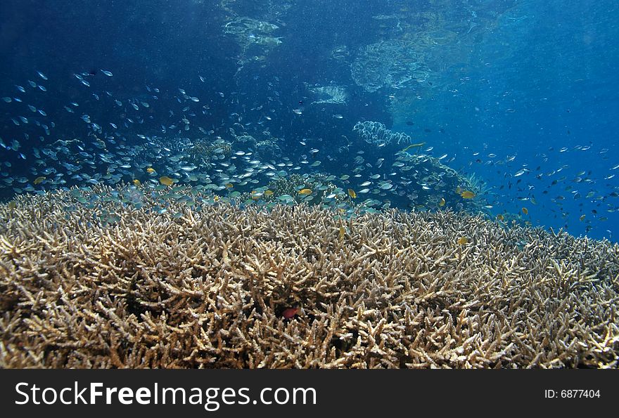 Shallow coral reef with blue damselfish above the coral