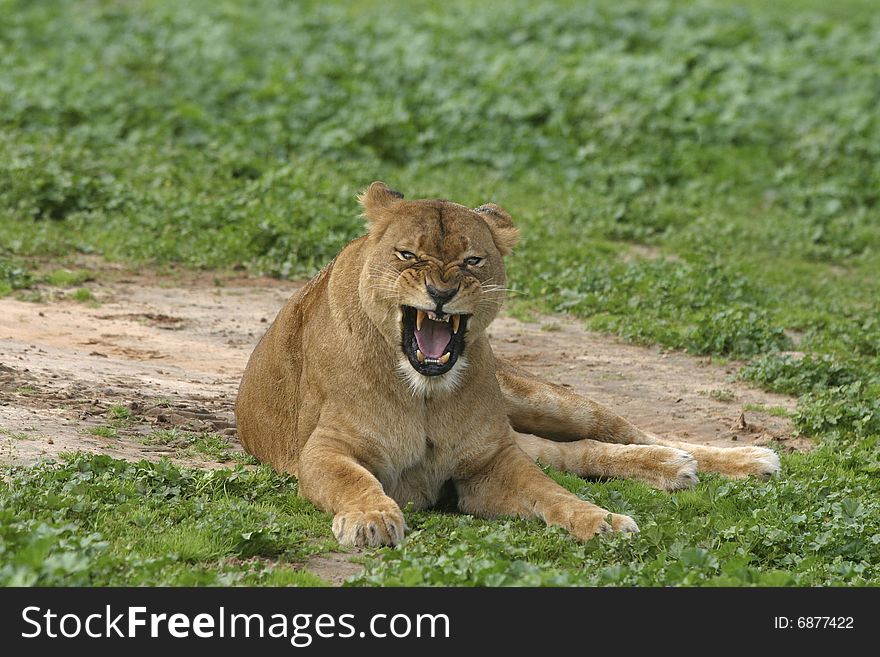 Angry lioness, showing her teeth