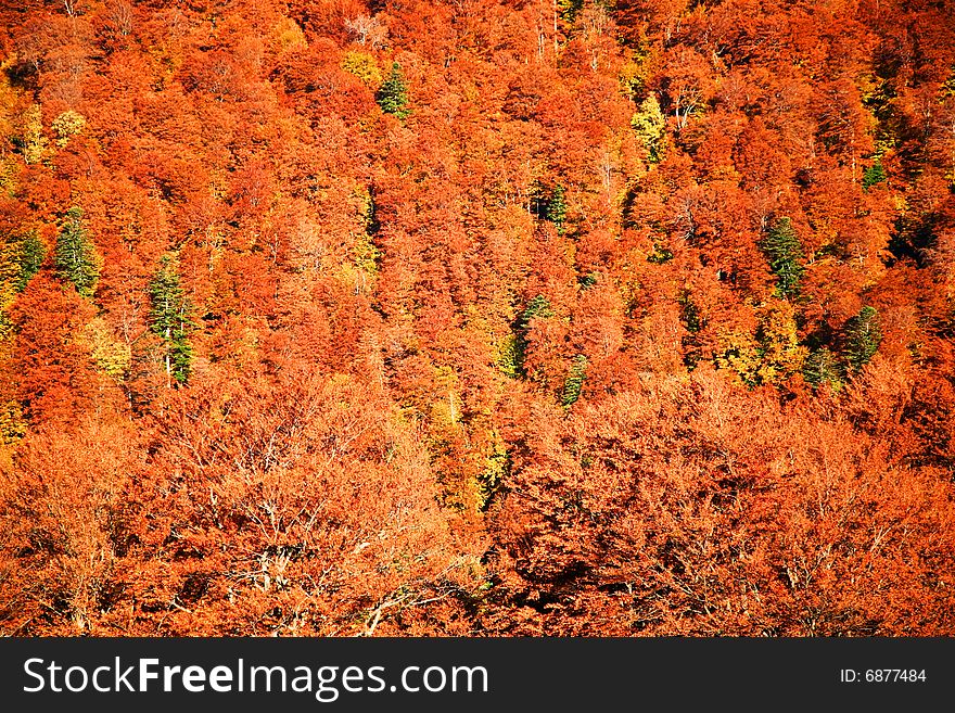 An background of trees with yellow leaves. Autumn theme