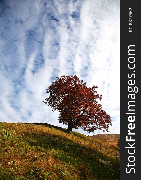 An image of autumn tree on a hill. Autumn theme