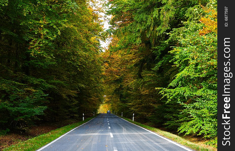 A road through an autumn forest. A road through an autumn forest