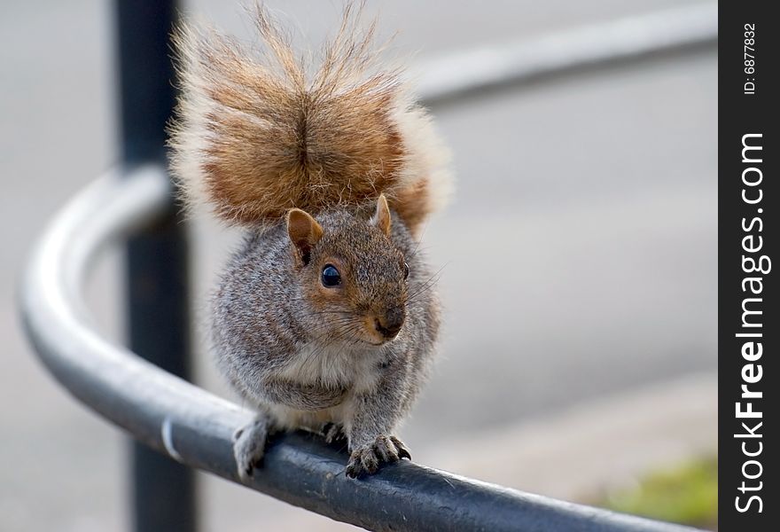 The squirrel on iron hand-rail waits in hope for a nut, having pressed the right pad to a breast