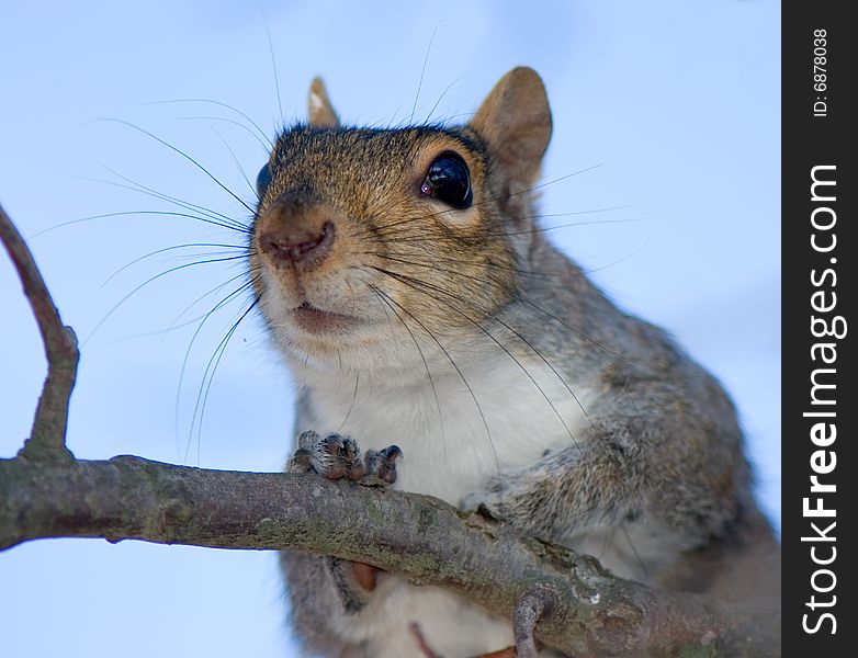 Portrait of the squirrel close up. In eyes  reflected branches of trees. Portrait of the squirrel close up. In eyes  reflected branches of trees.