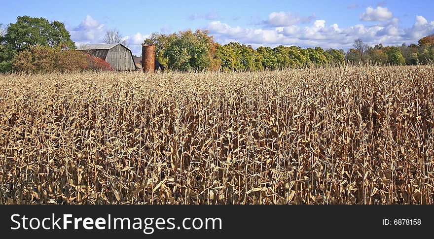 Farmhouse amidst golden cornfield in the fall ganges, michigan. Farmhouse amidst golden cornfield in the fall ganges, michigan