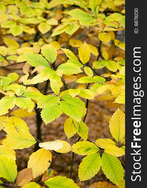 Autumn leafs green and yellow texture