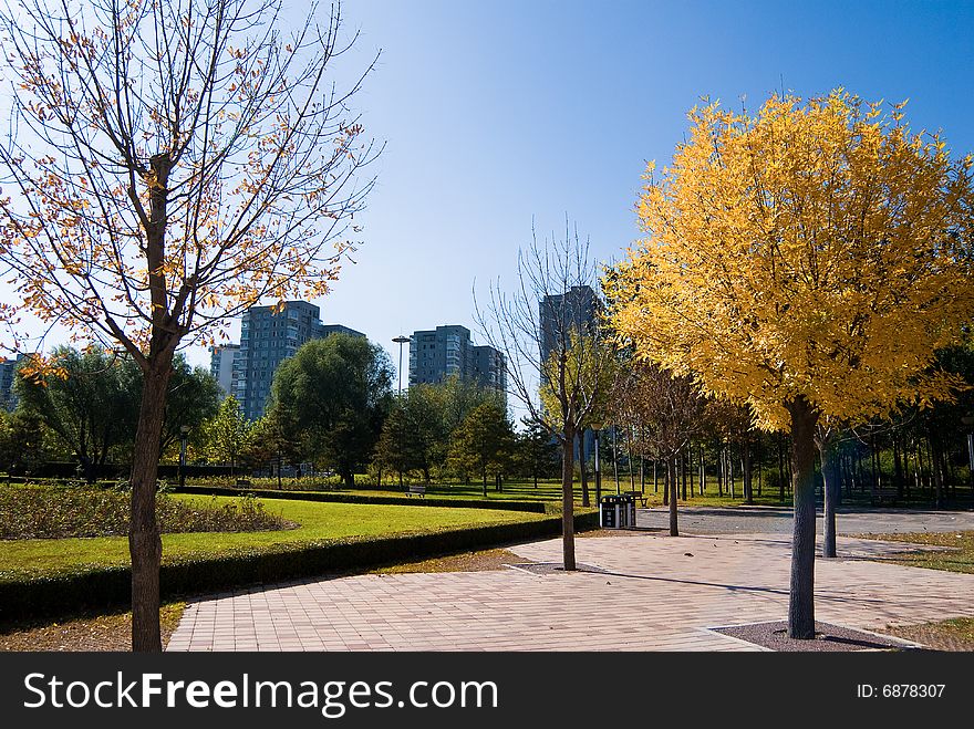 the trees in a park in Beijing in Autumn
