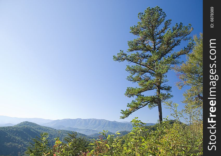 View of the Smoky Mountains with a pine tree in the foreground. View of the Smoky Mountains with a pine tree in the foreground