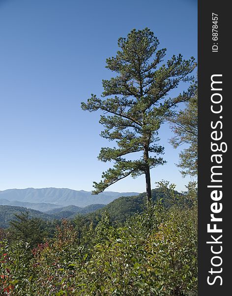 Portrait view of a pine tree overlooking the Smoky Mountains. Portrait view of a pine tree overlooking the Smoky Mountains