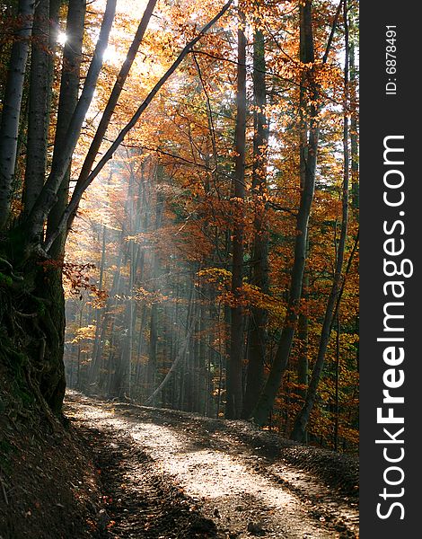 An image of ray of light in autumn forest