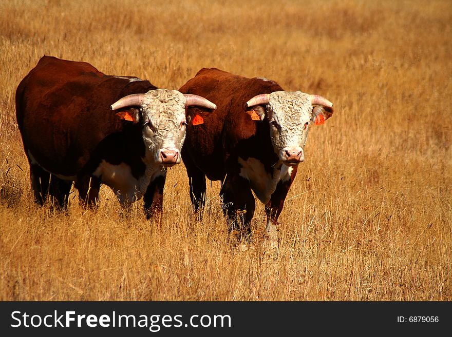 Bulls on pasture in late summer in Idaho. Bulls on pasture in late summer in Idaho