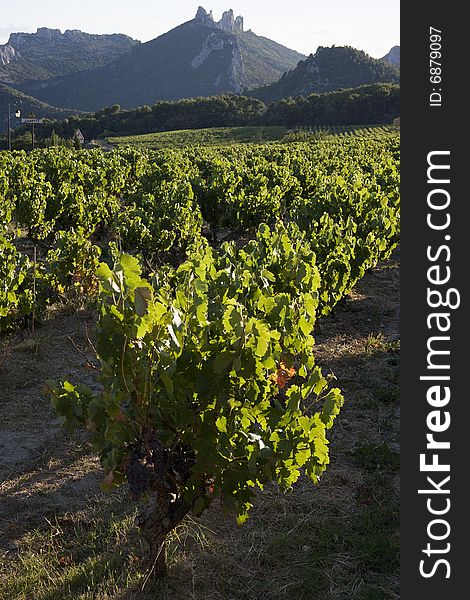 Vineyard in Vaucluse, Provence, France