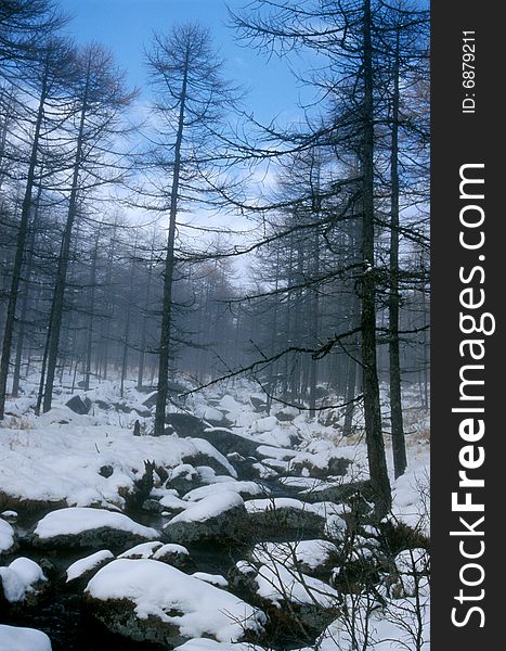 Snow Forest in winter