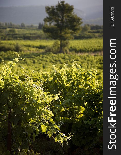 Vineyards in Vaucluse, Provence, France