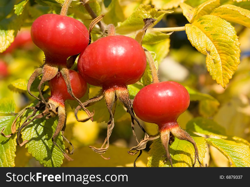 Hips berries on dog rose bush