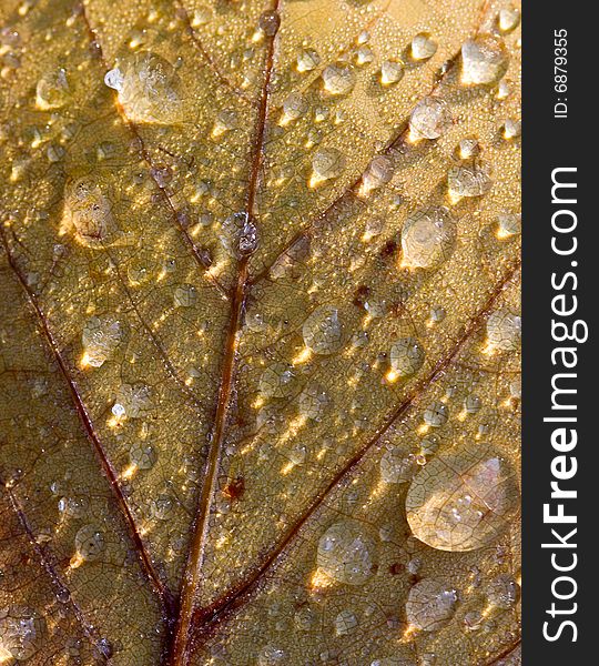 Freeze dew drops on fall leaf