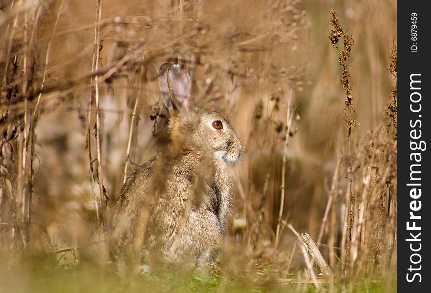 Rabbit masking in bushes and grass. Rabbit masking in bushes and grass