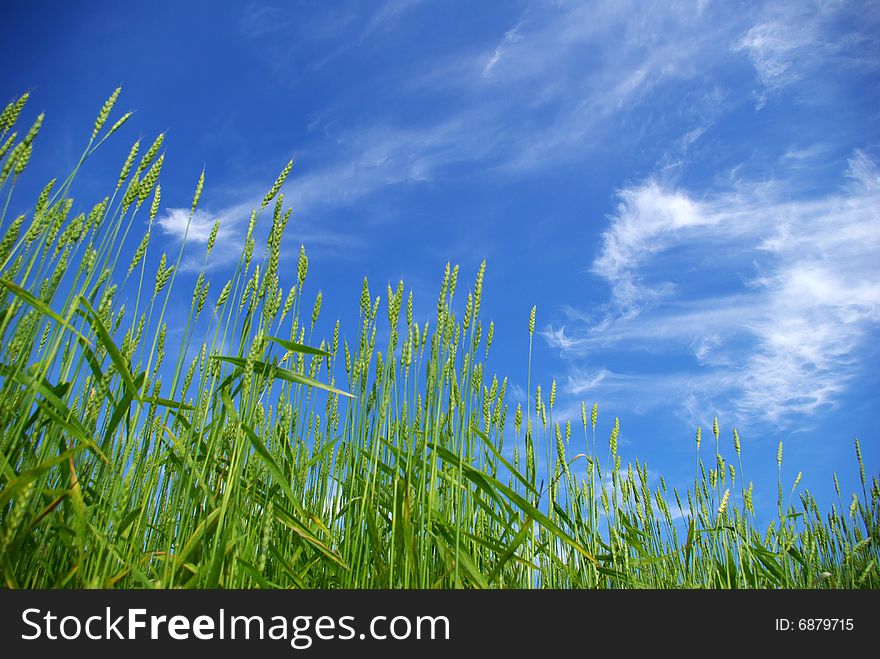 Early summer corn with a blue sky background. Early summer corn with a blue sky background