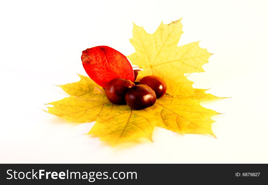 Autum Background with colorful fall leaves