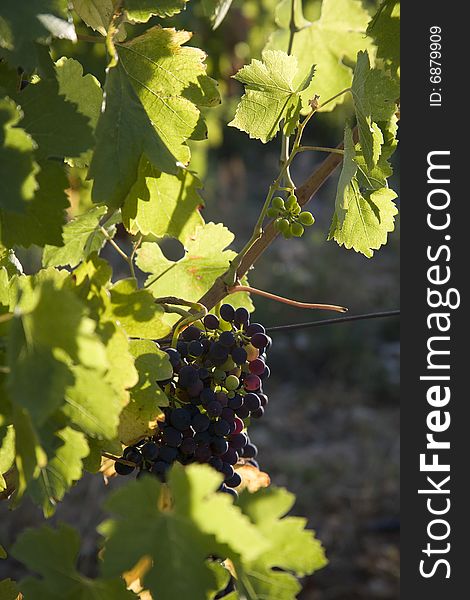 Vineyard in Vaucluse, Provence, France. Vineyard in Vaucluse, Provence, France