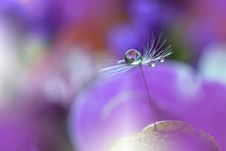 Dandelion And Purple Colorful Background.Beautiful Nature Photography.Web Banner.Drops,Colors.Copy Space.Concept. Royalty Free Stock Images Dandelion And Purple Colorful Background.Beautiful Nature Photography.Web Banner.Drops,Colors.Copy Space.Concept. Royalty Free Stock Images