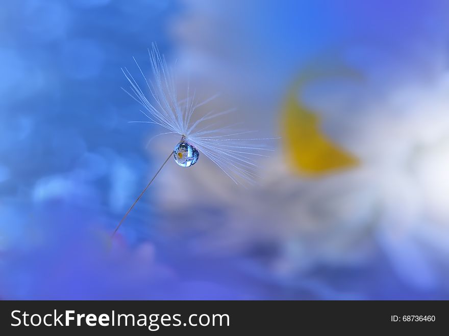 Dandelion and Waterdrop,Blue and White Background. Dandelion and Waterdrop,Blue and White Background...
