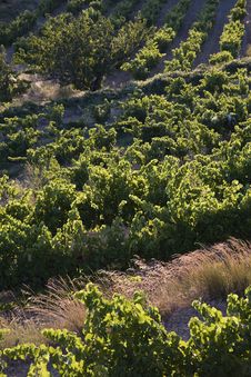 Vineyard Royalty Free Stock Images Vineyard Royalty Free Stock Images