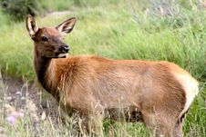 Elk Stock Photos
