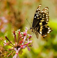 Butterfly Sucking Nectar Stock Photos Butterfly Sucking Nectar Stock Photos