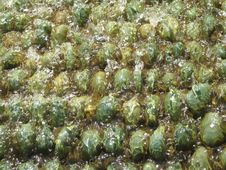 Water On Green Pebbles Royalty Free Stock Image Water On Green Pebbles Royalty Free Stock Image