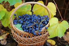 Woven Basket With Grapes Stock Images