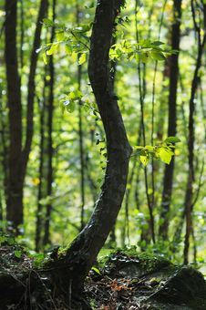 Bent Tree In The Forest. Stock Photos