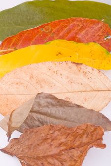Autumn Leaves On White Royalty Free Stock Images Autumn Leaves On White Royalty Free Stock Images