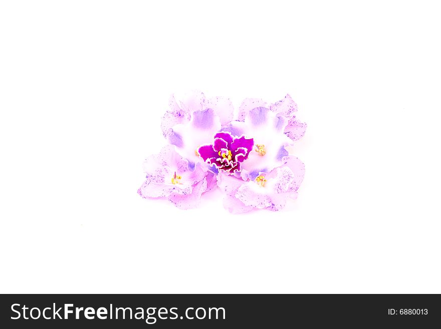 Flower isolated on white background. Flower isolated on white background
