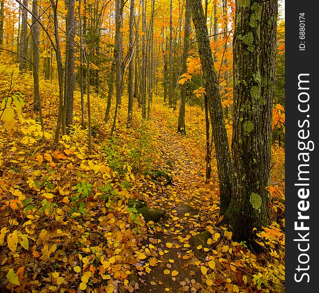 The deep golden north woods of Minnesota in October