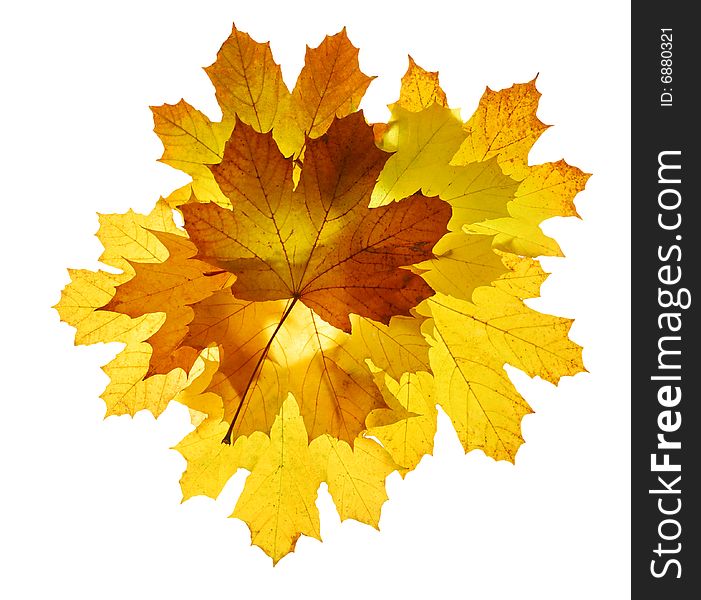 Autumn maple leaves isolated on white background