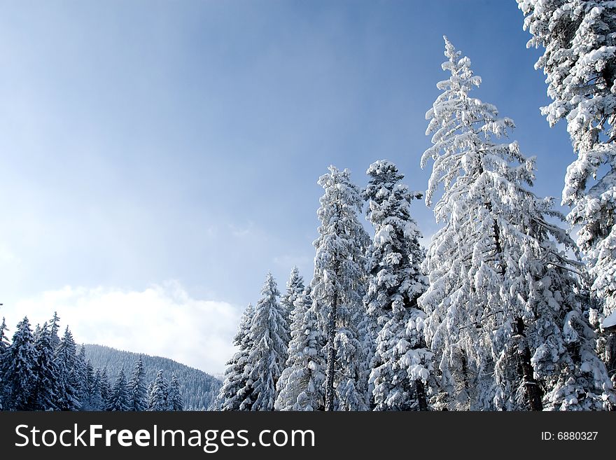 Fresh snow paradise in evergreen forest