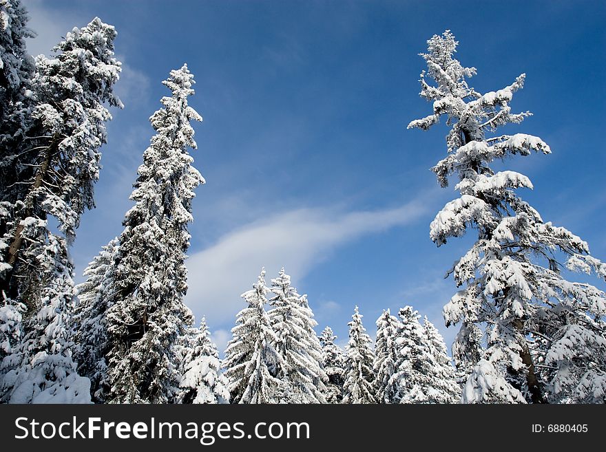 Evergreen trees with fresh snow looking like a sugar tree. Evergreen trees with fresh snow looking like a sugar tree