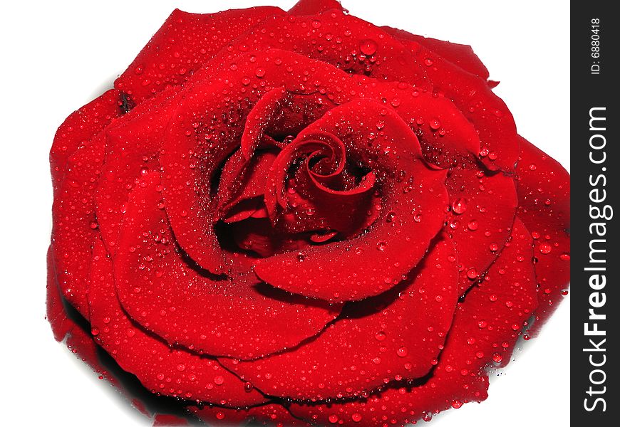 Macro red rose with petals in form waves