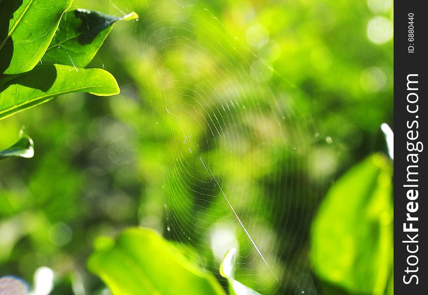Spider web on the leaves of tree