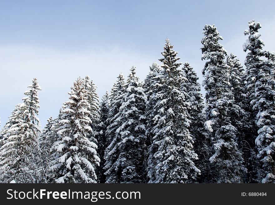 Evergreen trees group covered by fresh snow under blue sky. Evergreen trees group covered by fresh snow under blue sky