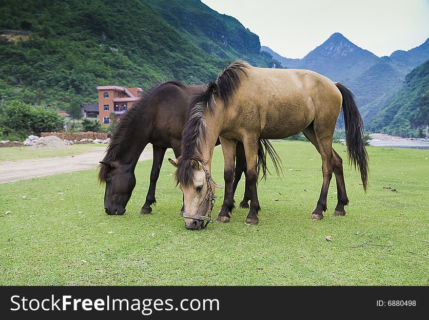 There are two horses on the meadows，eating grass